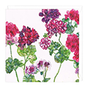 Card Geraniums and Pelargoniums